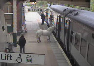 Man tries to board a train with his horse at Wrexham General train station, Wales - 14 May 2011