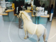 Man tries to get treatment for his horse in the A&E department at Wrexham Maelor Hospital, Wales - 13 May 2011