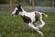 Horse that tried to board a train gives birth, Wrexham, Wales - 24 Sep 2011