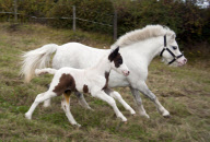 Horse that tried to board a train gives birth, Wrexham, Wales - 24 Sep 2011
