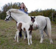 Horse that tried to board a train gives birth, Wrexham, Wales - 24 Sep 2011