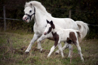 Horse that tried to board a train gives birth, Wrexham, Wales - 24 Sep 2011