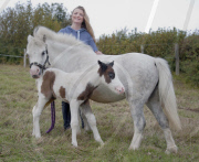 Horse that tried to board a train gives birth, Wrexham, Wales - 24 Sep 2011