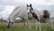 Horse that tried to board a train gives birth, Wrexham, Wales - 24 Sep 2011