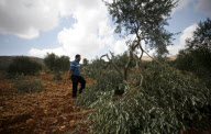 Palestinian Farmers Inspect Broken Olive Trees