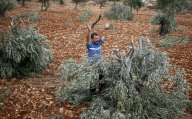 Palestinian Farmers Inspect Broken Olive Trees
