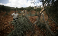 Palestinian Farmers Inspect Broken Olive Trees
