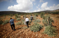 Palestinian Farmers Inspect Broken Olive Trees