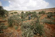 Palestinian Farmers Inspect Broken Olive Trees