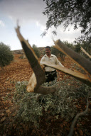 Palestinian Farmers Inspect Broken Olive Trees