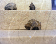 CHINA-HARBIN-POTTERY PIGS-NEOLITHIC AGE (CN)