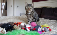 Marty the pampered cat, Powys, Wales - 25 Sep 2011