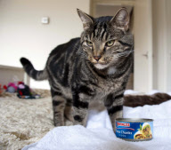 Marty the pampered cat, Powys, Wales - 25 Sep 2011