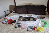 Marty the pampered cat, Powys, Wales - 25 Sep 2011