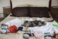 Marty the pampered cat, Powys, Wales - 25 Sep 2011