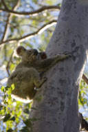 Koala rescue at the Australia Zoo Wildlife Hospital, Queensland, Australia - Jun 2011