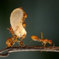 Acrobatic ants in Ho Chi Minh City, Vietnam - 09 Sep 2011