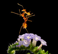 Acrobatic ants in Ho Chi Minh City, Vietnam - 09 Sep 2011