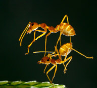 Acrobatic ants in Ho Chi Minh City, Vietnam - 09 Sep 2011