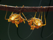 Acrobatic ants in Ho Chi Minh City, Vietnam - 09 Sep 2011