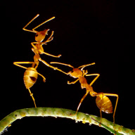 Acrobatic ants in Ho Chi Minh City, Vietnam - 09 Sep 2011