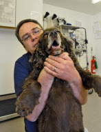 Animal osteopath Tony Nevin, Gloucestershire, Britain - 15 Sep 2011