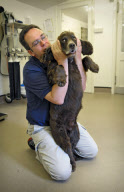 Animal osteopath Tony Nevin, Gloucestershire, Britain - 15 Sep 2011