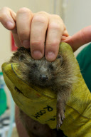 Animal osteopath Tony Nevin, Gloucestershire, Britain - 15 Sep 2011