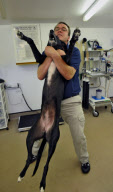 Animal osteopath Tony Nevin, Gloucestershire, Britain - 15 Sep 2011