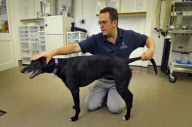 Animal osteopath Tony Nevin, Gloucestershire, Britain - 15 Sep 2011