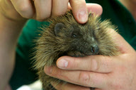 Animal osteopath Tony Nevin, Gloucestershire, Britain - 15 Sep 2011