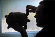 Animal osteopath Tony Nevin, Gloucestershire, Britain - 15 Sep 2011