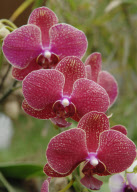 CHINA-HENAN-ZHENGZHOU-MOTH ORCHID SHOW (CN)