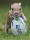 Animals with rugby balls, Britain - Sep 2011