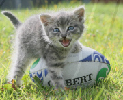 Animals with rugby balls, Britain - Sep 2011