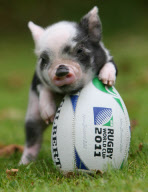 Animals with rugby balls, Britain - Sep 2011