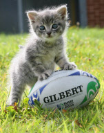 Animals with rugby balls, Britain - Sep 2011