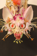 Flower Skeletons, UK - Sep 2011