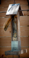 Squirrel squeezes upside down into birdfeeder to steal food, Austin, Texas, America - 14 Aug 2011