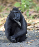 Thoughtful monkey looks like Auguste Rodin's 'The Thinker', Indonesia - 16 Sep 2011