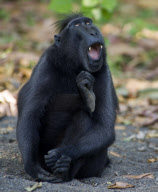 Thoughtful monkey looks like Auguste Rodin's 'The Thinker', Indonesia - 16 Sep 2011