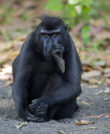Thoughtful monkey looks like Auguste Rodin's 'The Thinker', Indonesia - 16 Sep 2011