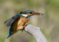 Kingfisher fishing in a stream in Deal, Kent, Britain - 20 Aug 2011