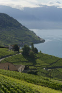 les vignobles du leman a grandvaux