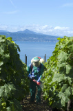 les vignobles du leman a grandvaux