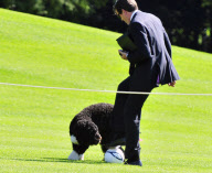 Bo the Obama family dog playing at the White House, Washington, D.C., America - 06 Oct 2011