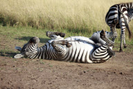 'Laughing' zebra, Maasai Mara, Kenya - Aug 2011