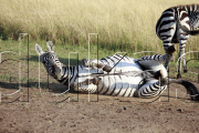 'Laughing' zebra, Maasai Mara, Kenya - Aug 2011