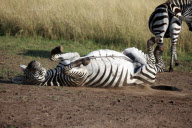 'Laughing' zebra, Maasai Mara, Kenya - Aug 2011