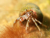 New species of sea creature discovered off the coast of Norfolk, Britain - 09 Oct 2011